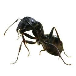 fourmi charpentière